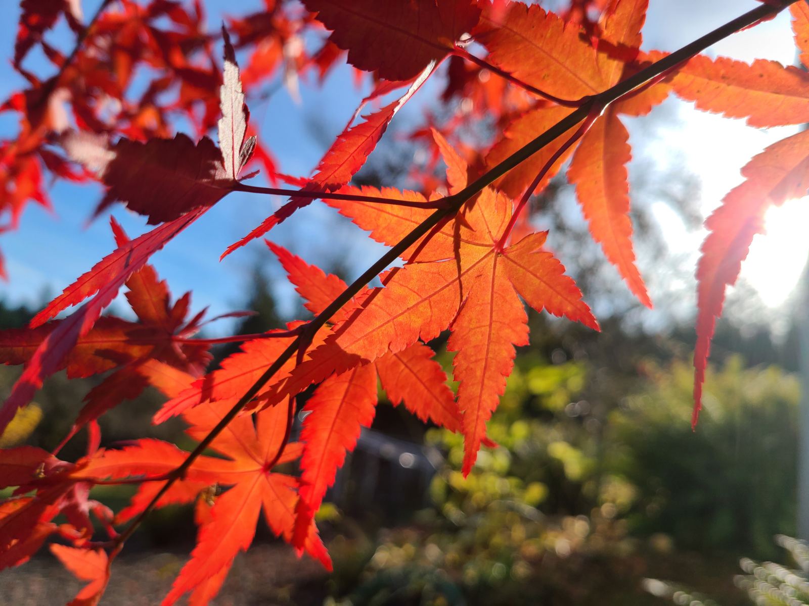 Leaves in my garden